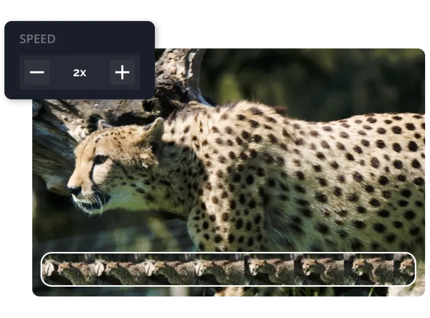 A video of a cheetah with the speed adjusting feature highlighted 